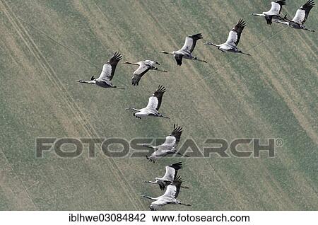Stock Image - "Aerial view, Cranes (Grus grus) in flight, Mecklenburg, Zarrentin, Mecklenburg-Western Pomerania, Germany, Europe". Fotosearch