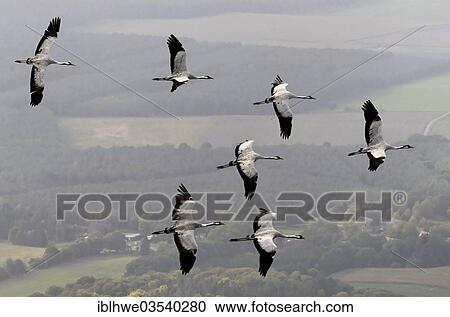 "Aerial view, Cranes (Grus grus) in flight, Zarrentin, Mecklenburg-Western Pomerania, Germany, Europe" View Large Photo Image Stock Image - "Aerial view, Cranes (Grus grus) in flight, Zarrentin, Mecklenburg-Western Pomerania, Germany, Europe". Fotosearch