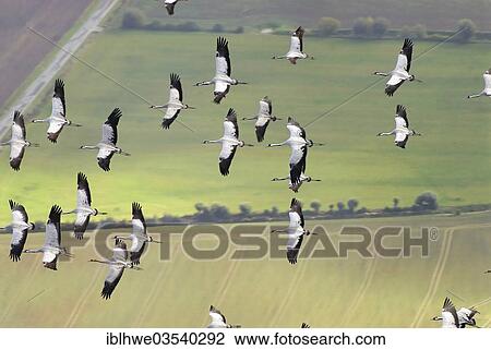 "Aerial view, Cranes (Grus grus) in flight, Zarrentin, Mecklenburg-Western Pomerania, Germany, Europe" View Large Photo Image Stock Image - "Aerial view, Cranes (Grus grus) in flight, Zarrentin, Mecklenburg-Western Pomerania, Germany, Europe". Fotosearch