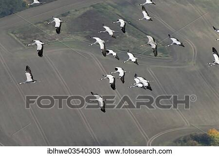 "Aerial view, Cranes (Grus grus) in flight, Zarrentin, Mecklenburg-Western Pomerania, Germany, Europe" View Large Photo Image Stock Image - "Aerial view, Cranes (Grus grus) in flight, Zarrentin, Mecklenburg-Western Pomerania, Germany, Europe". Fotosearch