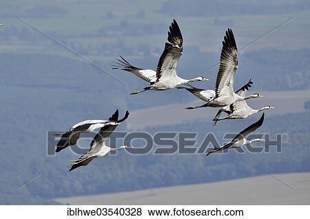"Aerial view, Cranes (Grus grus) in flight, Zarrentin, Mecklenburg-Western Pomerania, Germany, Europe" View Large Photo Image Stock Photo - "Aerial view, Cranes (Grus grus) in flight, Zarrentin, Mecklenburg-Western Pomerania, Germany, Europe". Fotosearch