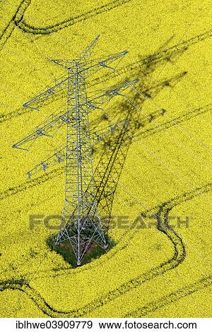 "Aerial view, electricity pylon in a rape field, Schleswig-Holstein, Germany, Europe" View Large Photo Image Stock Photo - "Aerial view, electricity pylon in a rape field, Schleswig-Holstein, Germany, Europe". Fotosearch