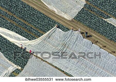 "Aerial view, farm workers covering cabbage field with fleece, Lauenburg an der Elbe, Schleswig-Holstein, Germany, Europe" View Large Photo Image Stock Image - "Aerial view, farm workers covering cabbage field with fleece, Lauenburg an der Elbe, Schleswig-Holstein, Germany, Europe". Fotosearch