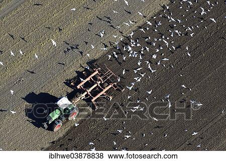 "Aerial view, farmer harrowing a field with a tractor, surrounded by foraging gulls, Buxtehude, Lower Saxony, Germany, Europe" View Large Photo Image Stock Photo - "Aerial view, farmer harrowing a field with a tractor, surrounded by foraging gulls, Buxtehude, Lower Saxony, Germany, Europe". Fotosearch