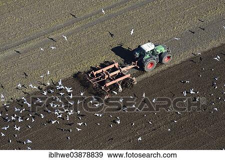 "Aerial view, farmer harrowing a field with a tractor, surrounded by foraging gulls, Buxtehude, Lower Saxony, Germany, Europe" View Large Photo Image Stock Photo - "Aerial view, farmer harrowing a field with a tractor, surrounded by foraging gulls, Buxtehude, Lower Saxony, Germany, Europe". Fotosearch