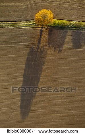 "Aerial view, fields and a tree with shadow, North Rhine-Westphalia, Germany, Europe" View Large Photo Image Stock Image - "Aerial view, fields and a tree with shadow, North Rhine-Westphalia, Germany, Europe". Fotosearch