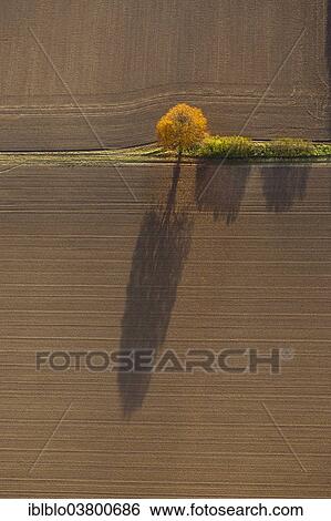 "Aerial view, fields and a tree with shadow, North Rhine-Westphalia, Germany, Europe" View Large Photo Image Stock Photograph - "Aerial view, fields and a tree with shadow, North Rhine-Westphalia, Germany, Europe". Fotosearch