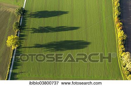 "Aerial view, fields and three trees with shadows, North Rhine-Westphalia, Germany, Europe" View Large Photo Image Stock Photo - "Aerial view, fields and three trees with shadows, North Rhine-Westphalia, Germany, Europe". Fotosearch