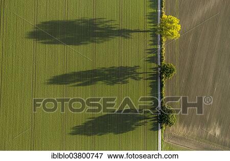 "Aerial view, fields and three trees with shadows, North Rhine-Westphalia, Germany, Europe" View Large Photo Image Stock Photo - "Aerial view, fields and three trees with shadows, North Rhine-Westphalia, Germany, Europe". Fotosearch