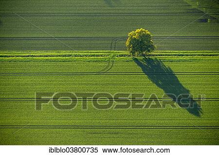 "Aerial view, fields and tree with shadow, North Rhine-Westphalia, Germany, Europe" View Large Photo Image Stock Photography - "Aerial view, fields and tree with shadow, North Rhine-Westphalia, Germany, Europe". Fotosearch