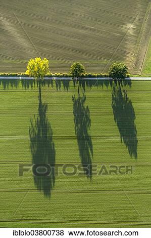 "Aerial view, fields and trees on a street with shadows, North Rhine-Westphalia, Germany, Europe" View Large Photo Image Stock Photo - "Aerial view, fields and trees on a street with shadows, North Rhine-Westphalia, Germany, Europe". Fotosearch