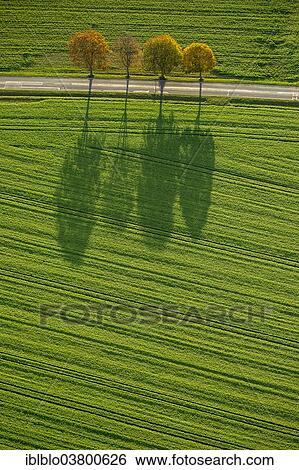 "Aerial view, fields and trees on a street with shadows, North Rhine-Westphalia, Germany, Europe" View Large Photo Image Stock Photograph - "Aerial view, fields and trees on a street with shadows, North Rhine-Westphalia, Germany, Europe". Fotosearch