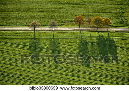 "Aerial view, fields and trees with shadows, North Rhine-Westphalia, Germany, Europe" View Large Photo Image Stock Photo - "Aerial view, fields and trees with shadows, North Rhine-Westphalia, Germany, Europe". Fotosearch