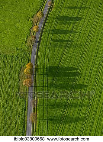 "Aerial view, fields and trees with shadows, North Rhine-Westphalia, Germany, Europe" View Large Photo Image Stock Photo - "Aerial view, fields and trees with shadows, North Rhine-Westphalia, Germany, Europe". Fotosearch