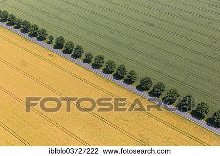 "Aerial view, fields with a tree-lined road, Oberbergheim, Warstein, North Rhine-Westphalia, Germany, Europe" View Large Photo Image Stock Image - "Aerial view, fields with a tree-lined road, Oberbergheim, Warstein, North Rhine-Westphalia, Germany, Europe". Fotosearch