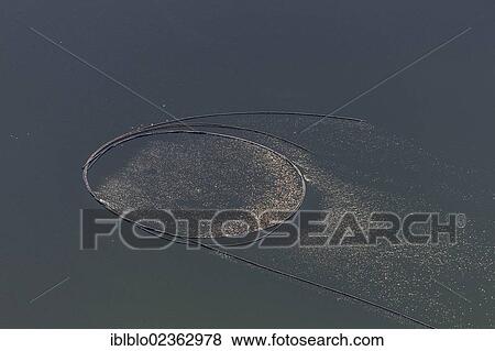 "Aerial view, fish farm, Duemmersee lake, Lower Saxony, Germany, Europe" View Large Photo Image Stock Photo - "Aerial view, fish farm, Duemmersee lake, Lower Saxony, Germany, Europe". Fotosearch