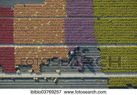 Stock Photo - "Aerial view, flower farming, gardeners harvesting pot plants, North Rhine-Westphalia, Germany, Europe". Fotosearch