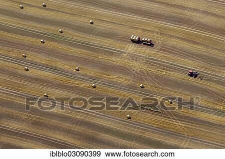 "Aerial view, harvested corn field, tractor collecting straw bales, moraine, Gulzow-Pruzen, Mecklenburg-Western Pomerania, Germany, Europe" View Large Photo Image Stock Photo - "Aerial view, harvested corn field, tractor collecting straw bales, moraine, Gulzow-Pruzen, Mecklenburg-Western Pomerania, Germany, Europe". Fotosearch