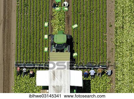Stock Image - "Aerial view, harvesting a field, Schwerin, Schwerin, Mecklenburg-Western Pomerania, Germany, Europe". Fotosearch