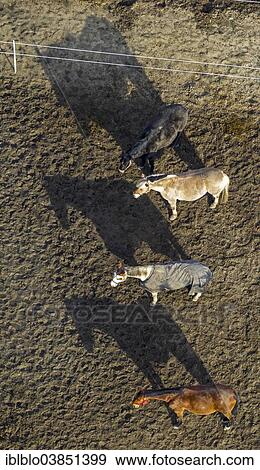 "Aerial view, horses in a winter paddock, one wearing a horse blanket, stables, North Rhine-Westphalia, Germany, Europe" View Large Photo Image Stock Photo - "Aerial view, horses in a winter paddock, one wearing a horse blanket, stables, North Rhine-Westphalia, Germany, Europe". Fotosearch