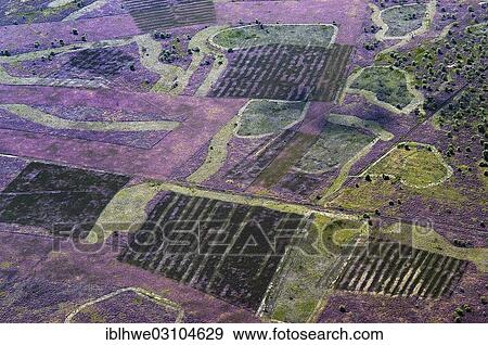 "Aerial view, Lueneburg Heath, Lueneburger Heide, Schneverdingen, Lower Saxony, Germany, Europe" View Large Photo Image Stock Photo - "Aerial view, Lueneburg Heath, Lueneburger Heide, Schneverdingen, Lower Saxony, Germany, Europe". Fotosearch