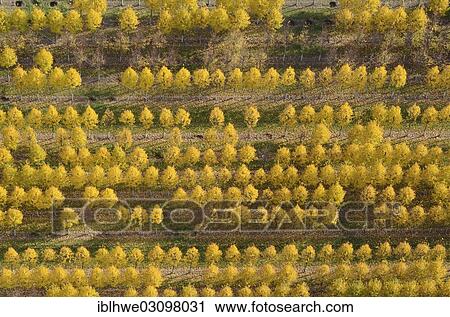 "Aerial view, nursery, Beckedorf, Lower Saxony, Germany, Europe" View Large Photo Image Stock Image - "Aerial view, nursery, Beckedorf, Lower Saxony, Germany, Europe". Fotosearch