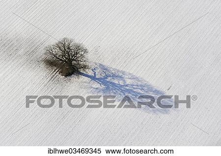 "Aerial view, Oak (Quercus) in winter, Stellshagen, Mecklenburg Vorpommern, Germany, Europe" View Large Photo Image Stock Photography - "Aerial view, Oak (Quercus) in winter, Stellshagen, Mecklenburg Vorpommern, Germany, Europe". Fotosearch