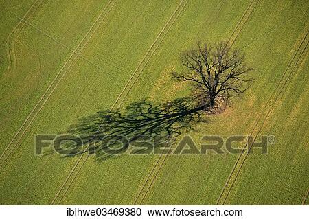 "Aerial view, Oak (Quercus) on a field in spring, Stellshagen, Mecklenburg-Western Pomerania, Germany, Europe" View Large Photo Image Stock Image - "Aerial view, Oak (Quercus) on a field in spring, Stellshagen, Mecklenburg-Western Pomerania, Germany, Europe". Fotosearch