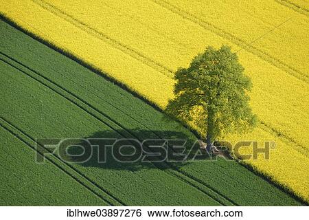 "Aerial view, oak tree between a cornfield and a rape field, Schleswig-Holstein, Germany, Europe" View Large Photo Image Stock Photograph - "Aerial view, oak tree between a cornfield and a rape field, Schleswig-Holstein, Germany, Europe". Fotosearch
