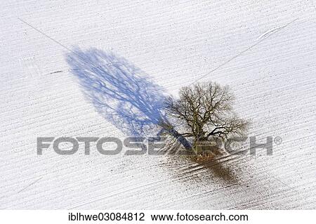 "Aerial view, oak tree (Quercus sp. ) in winter, Klutzer Winkel, Klutzer Ort, Stellshagen, Mecklenburg-Western Pomerania, Germany, Europe" View Large Photo Image Stock Image - "Aerial view, oak tree (Quercus sp. ) in winter, Klutzer Winkel, Klutzer Ort, Stellshagen, Mecklenburg-Western Pomerania, Germany, Europe". Fotosearch