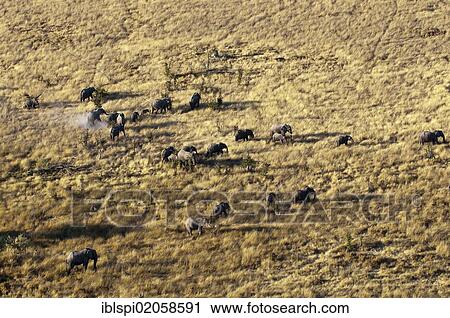 Stock Image - "Aerial view of African elephant herd (Loxodonta africana), Okavango Delta, Botswana, Africa". Fotosearch