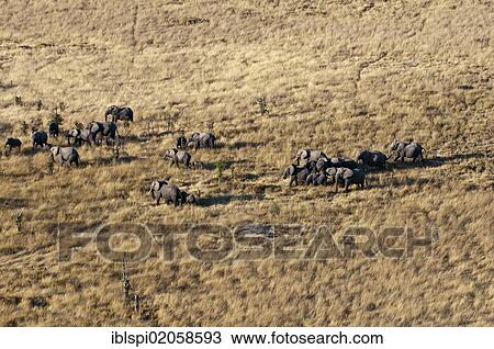 "Aerial view of African elephant herd (Loxodonta africana), Okavango Delta, Botswana, Africa" View Large Photo Image Stock Image - "Aerial view of African elephant herd (Loxodonta africana), Okavango Delta, Botswana, Africa". Fotosearch