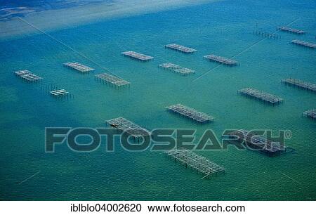 "Aerial view, oyster and mussel farming in the Etang de Leucate, Lagoon of Leucate, Centre Ostreicole, Leucate, Languedoc-Roussillon, France, Europe" View Large Photo Image Stock Image - "Aerial view, oyster and mussel farming in the Etang de Leucate, Lagoon of Leucate, Centre Ostreicole, Leucate, Languedoc-Roussillon, France, Europe". Fotosearch