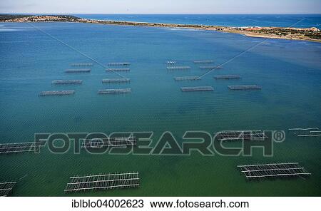 Stock Image - "Aerial view, oyster and mussel farming in the Etang de Leucate, Lagoon of Leucate, Centre Ostreicole, Leucate, Languedoc-Roussillon, France, Europe". Fotosearch