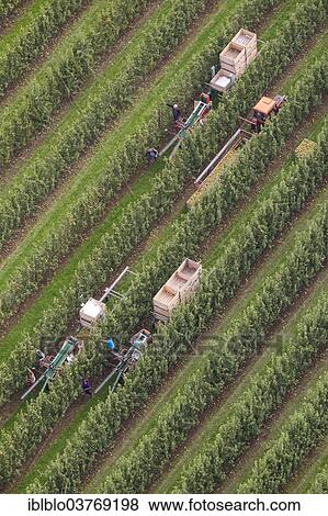 "Aerial view, pear harvest, agriculture, North Rhine-Westphalia, Germany, Europe" View Large Photo Image Stock Photo - "Aerial view, pear harvest, agriculture, North Rhine-Westphalia, Germany, Europe". Fotosearch