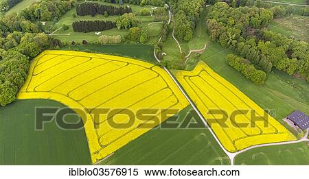 "Aerial view, rape fields, at top, the Essen golf club """"Haus Oefte"""", Kettwig, Essen, North Rhine-Westphalia, Germany, Europe" View Large Photo Image Stock Photography - "Aerial view, rape fields, at top, the Essen golf club """"Haus Oefte"""", Kettwig, Essen, North Rhine-Westphalia, Germany, Europe". Fotosearch