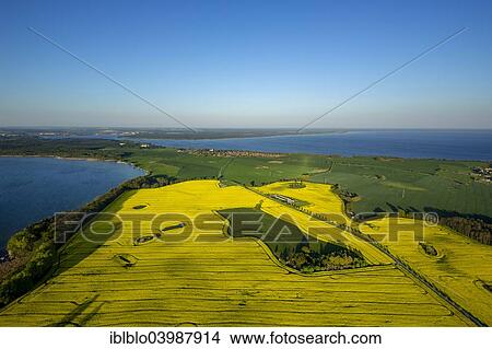 "Aerial view, Rape fields between Gohren and Klink on the Muritz lake, Klink, Mecklenburg Lake District, Mecklenburg-Western Pomerania, Germany, Europe" View Large Photo Image Picture - "Aerial view, Rape fields between Gohren and Klink on the Muritz lake, Klink, Mecklenburg Lake District, Mecklenburg-Western Pomerania, Germany, Europe". Fotosearch
