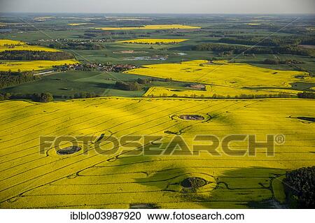 "Aerial view, Rape fields between Gohren and Klink on the Muritz lake, Gohren-Lebbin, Mecklenburg Lake District, Mecklenburg-Western Pomerania, Germany, Europe" View Large Photo Image Stock Image - "Aerial view, Rape fields between Gohren and Klink on the Muritz lake, Gohren-Lebbin, Mecklenburg Lake District, Mecklenburg-Western Pomerania, Germany, Europe". Fotosearch