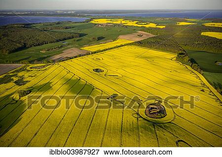"Aerial view, Rape fields between Gohren and Klink on the Muritz lake, Gohren-Lebbin, Mecklenburg Lake District, Mecklenburg-Western Pomerania, Germany, Europe" View Large Photo Image Stock Photo - "Aerial view, Rape fields between Gohren and Klink on the Muritz lake, Gohren-Lebbin, Mecklenburg Lake District, Mecklenburg-Western Pomerania, Germany, Europe". Fotosearch