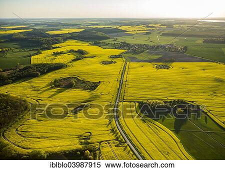 "Aerial view, Rape fields between Gohren and Klink on the Muritz lake, Klink, Mecklenburg Lake District, Mecklenburg-Western Pomerania, Germany, Europe" View Large Photo Image Stock Photography - "Aerial view, Rape fields between Gohren and Klink on the Muritz lake, Klink, Mecklenburg Lake District, Mecklenburg-Western Pomerania, Germany, Europe". Fotosearch