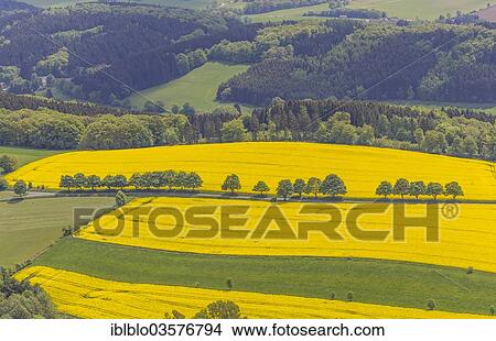 "Aerial view, rape fields on a country road, near Breckerfeld, North Rhine-Westphalia, Germany, Europe" View Large Photo Image Picture - "Aerial view, rape fields on a country road, near Breckerfeld, North Rhine-Westphalia, Germany, Europe". Fotosearch