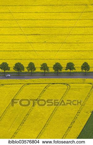 "Aerial view, rape fields on a country road, near Dortmund-Wickede, Dortmund, North Rhine-Westphalia, Germany, Europe" View Large Photo Image Picture - "Aerial view, rape fields on a country road, near Dortmund-Wickede, Dortmund, North Rhine-Westphalia, Germany, Europe". Fotosearch