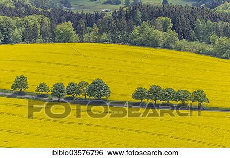 "Aerial view, rape fields on a country road, near Breckerfeld, North Rhine-Westphalia, Germany, Europe" View Large Photo Image Stock Photograph - "Aerial view, rape fields on a country road, near Breckerfeld, North Rhine-Westphalia, Germany, Europe". Fotosearch