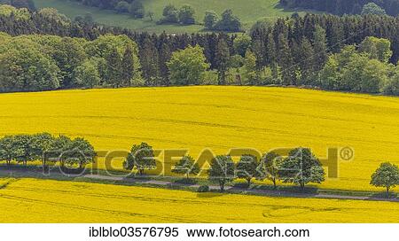 "Aerial view, rape fields on a country road, near Breckerfeld, North Rhine-Westphalia, Germany, Europe" View Large Photo Image Stock Photography - "Aerial view, rape fields on a country road, near Breckerfeld, North Rhine-Westphalia, Germany, Europe". Fotosearch