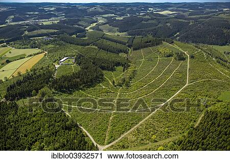 "Aerial view, reforestation after the storm """"Kyrill"""", Rothaar Mountains, Bad Berleburg, North Rhine-Westphalia, Germany, Europe" View Large Photo Image Stock Image - "Aerial view, reforestation after the storm """"Kyrill"""", Rothaar Mountains, Bad Berleburg, North Rhine-Westphalia, Germany, Europe". Fotosearch