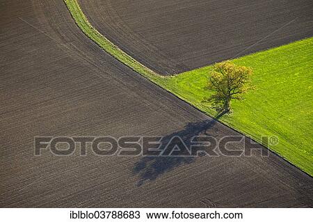"Aerial view, solitary tree on a meadow surrounded by harvested fields, Kallenhardt Ruthen, Sauerland area, North Rhine-Westphalia, Germany, Europe" View Large Photo Image Stock Image - "Aerial view, solitary tree on a meadow surrounded by harvested fields, Kallenhardt Ruthen, Sauerland area, North Rhine-Westphalia, Germany, Europe". Fotosearch