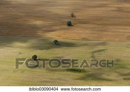 "Aerial view, solitary trees on a field, farm, moraine, Schwaan, Mecklenburg-Western Pomerania, Germany, Europe" View Large Photo Image Picture - "Aerial view, solitary trees on a field, farm, moraine, Schwaan, Mecklenburg-Western Pomerania, Germany, Europe". Fotosearch