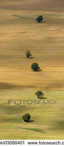 "Aerial view, solitary trees on a field, farm, moraine, Schwaan, Mecklenburg-Western Pomerania, Germany, Europe" View Large Photo Image Stock Image - "Aerial view, solitary trees on a field, farm, moraine, Schwaan, Mecklenburg-Western Pomerania, Germany, Europe". Fotosearch
