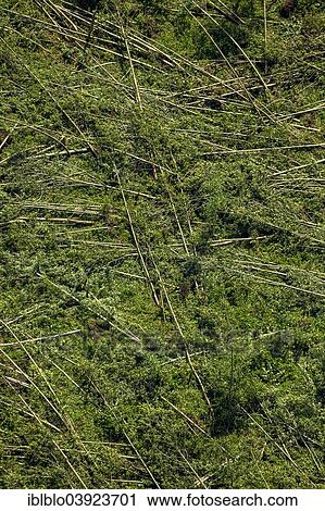 "Aerial view, storm damage caused on 9 June 2014, broken trees, Bochum, Ruhr Area, North Rhine-Westphalia, Germany, Europe" View Large Photo Image Stock Image - "Aerial view, storm damage caused on 9 June 2014, broken trees, Bochum, Ruhr Area, North Rhine-Westphalia, Germany, Europe". Fotosearch