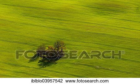 Stock Image - "Aerial view, tree in a field, Marihn, Mecklenburg-Western Pomerania, Germany, Europe". Fotosearch